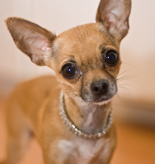 chihuahua with bling collar