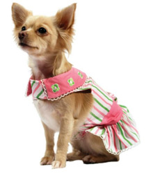 Clothes for Small Dogs