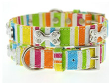 cool dog collar with funky, cool colored stripes!