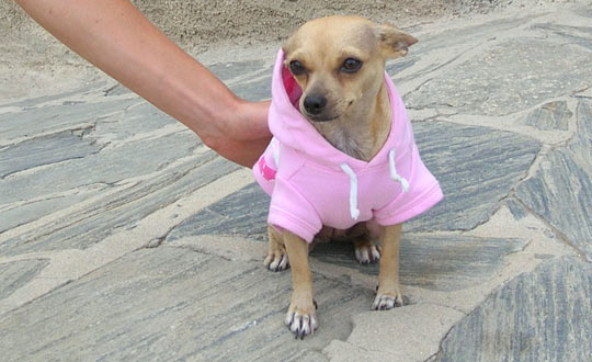 Namaste wearing a chihuahua sweater