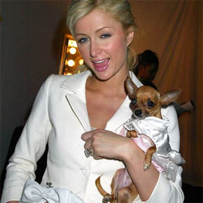 Paris Hilton with chihuahua in puppy coat