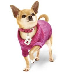 Pocket Chihuahua Clothes
