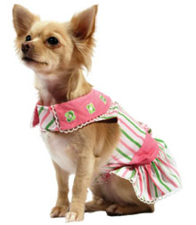 Small Chihuahua Clothes