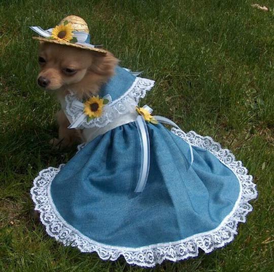 chihuahua dress