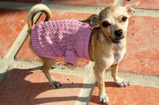 Find Teacup Chihuahua Clothes Cheap 