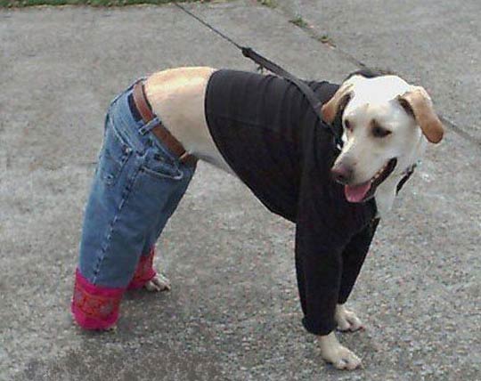 classic dog jeans on a labrador