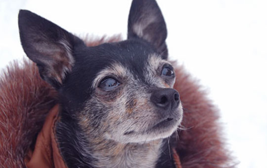 coats for chihuahuas