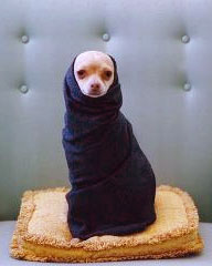 chihuahua wrapped in clothes