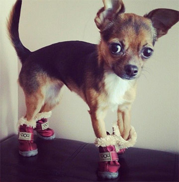 Chihuahua winter boots: my recommendations