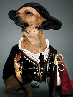 chihuahua wearing a classical pirate costume for little dogs